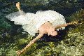 Foto Victoria Luxo Transescort Alba Adriatica - 49